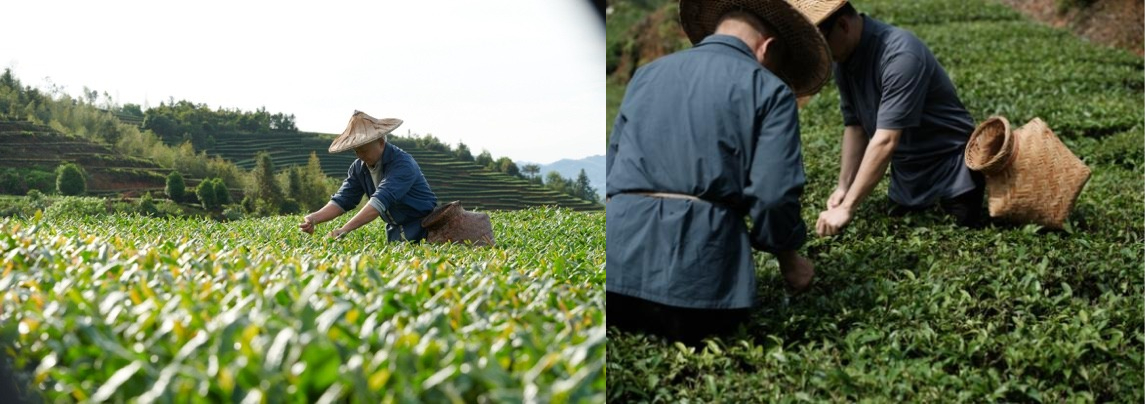 1742805000734044135.jpg 1742805000734044135.jpg