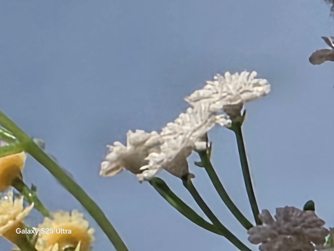 1742878067217083533.jpg 1742878067217083533.jpg